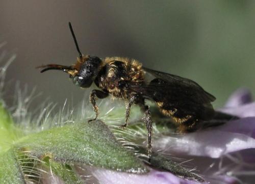 Réf. 196 638 : Chelostoma rapunculi